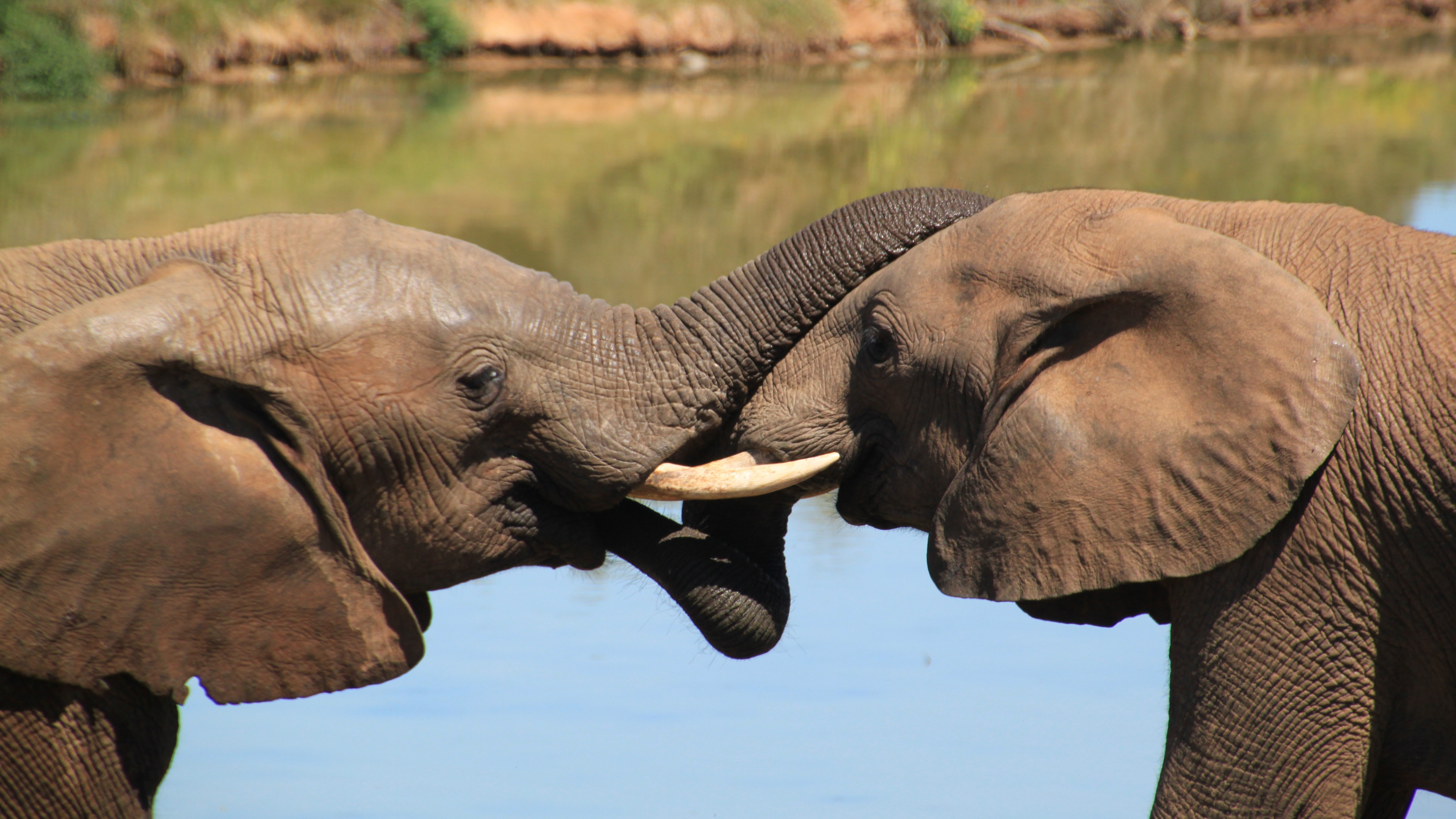 Elefante Bebiendo Agua Durante el Día. Wallpaper in 3840x2160 Resolution