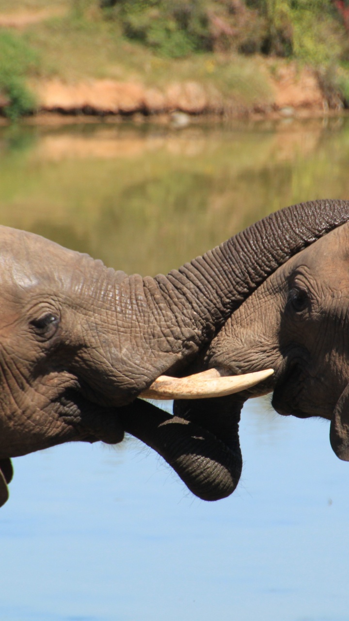 Elefanten Trinken Tagsüber Wasser. Wallpaper in 720x1280 Resolution
