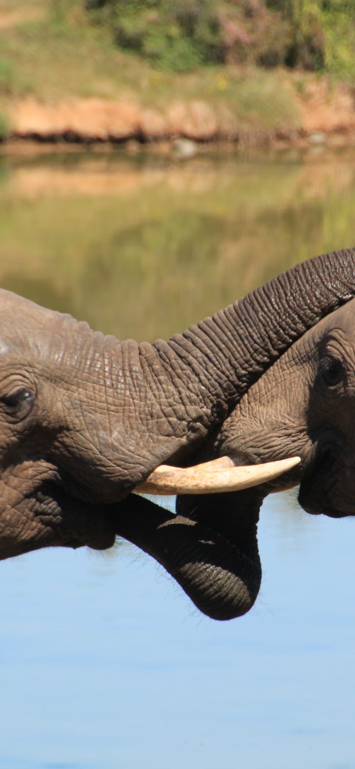 Elephant Drinking Water During Daytime. Wallpaper in 1242x2688 Resolution