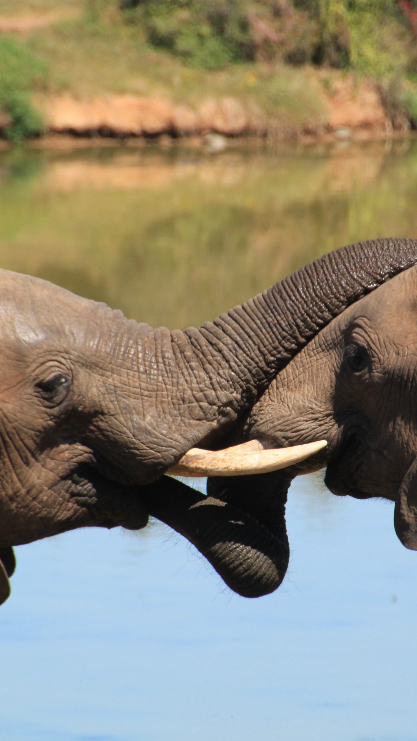 Elephant Drinking Water During Daytime. Wallpaper in 1440x2560 Resolution