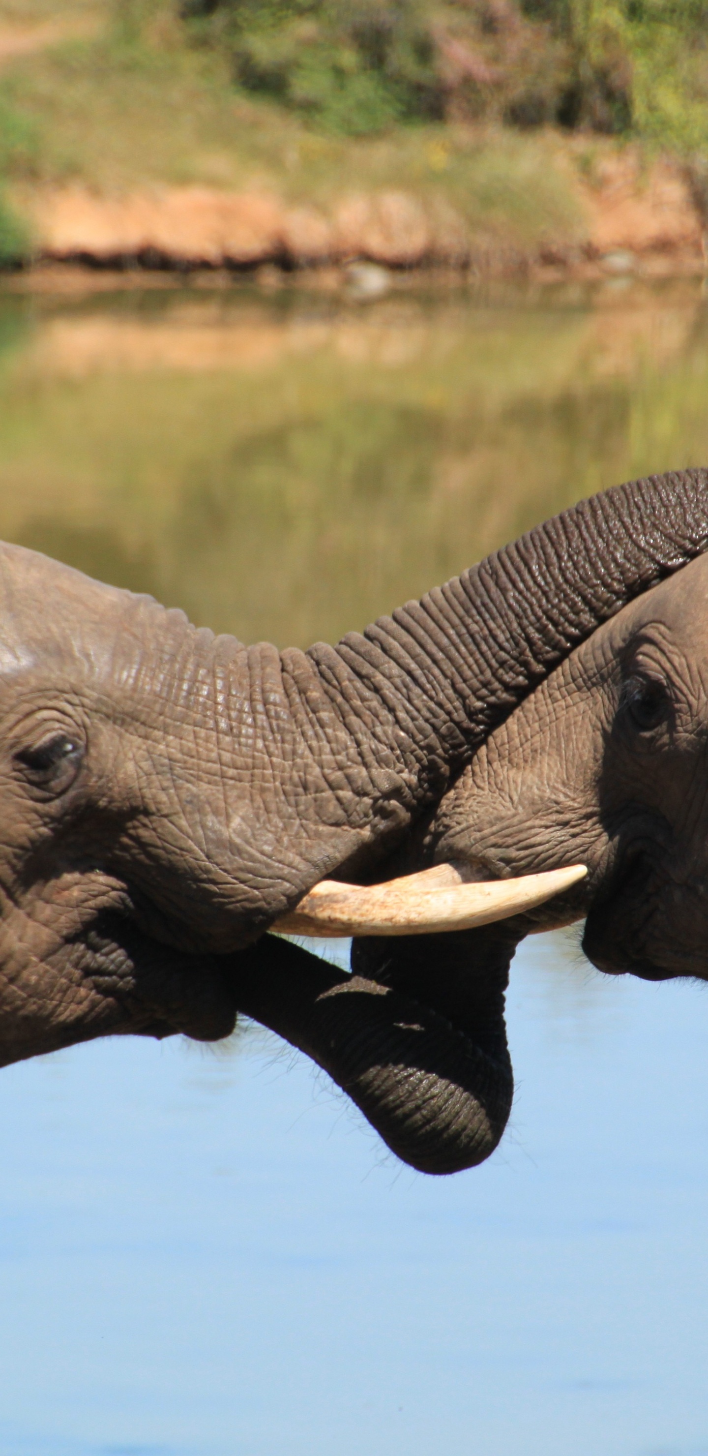 Elephant Drinking Water During Daytime. Wallpaper in 1440x2960 Resolution