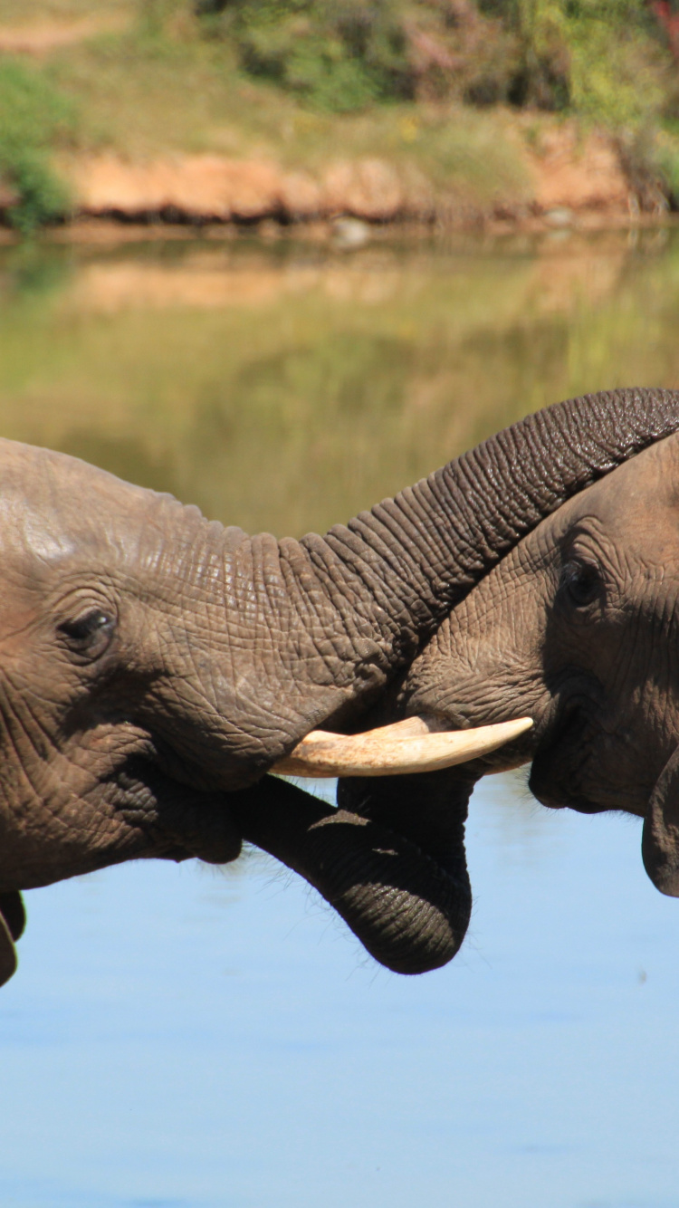 Elephant Drinking Water During Daytime. Wallpaper in 750x1334 Resolution