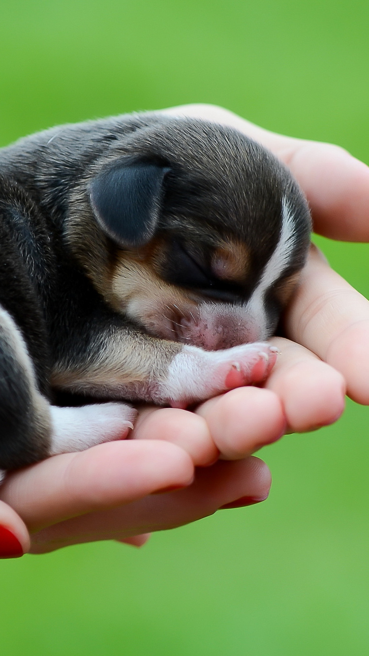 Chiot à Poil Court Noir et Blanc Sur la Main de Personnes. Wallpaper in 750x1334 Resolution