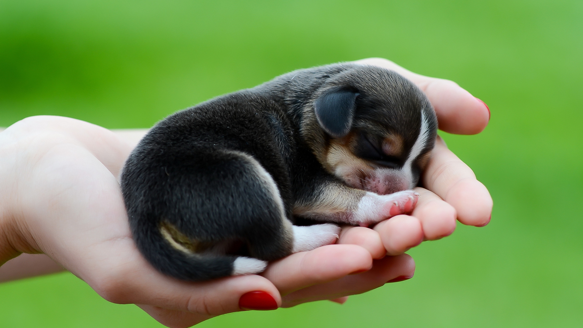 Black and White Short Coated Puppy on Persons Hand. Wallpaper in 1920x1080 Resolution