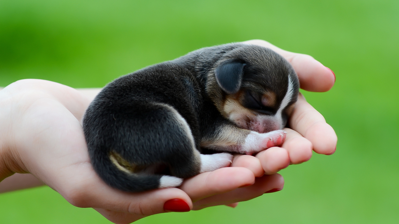 Schwarz-weißer Kurzhaariger Welpe Auf Der Hand Der Person. Wallpaper in 1366x768 Resolution