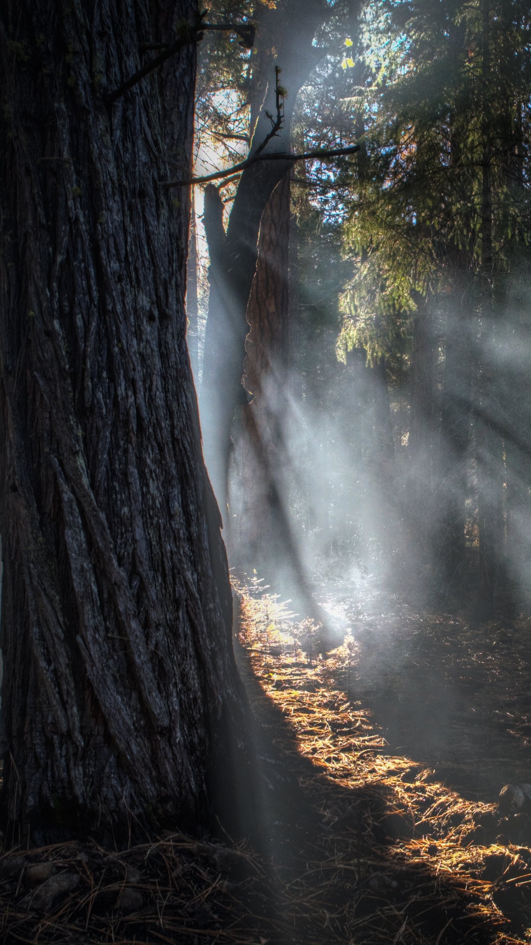 Grüne Bäume Auf Brauner Erde. Wallpaper in 1080x1920 Resolution