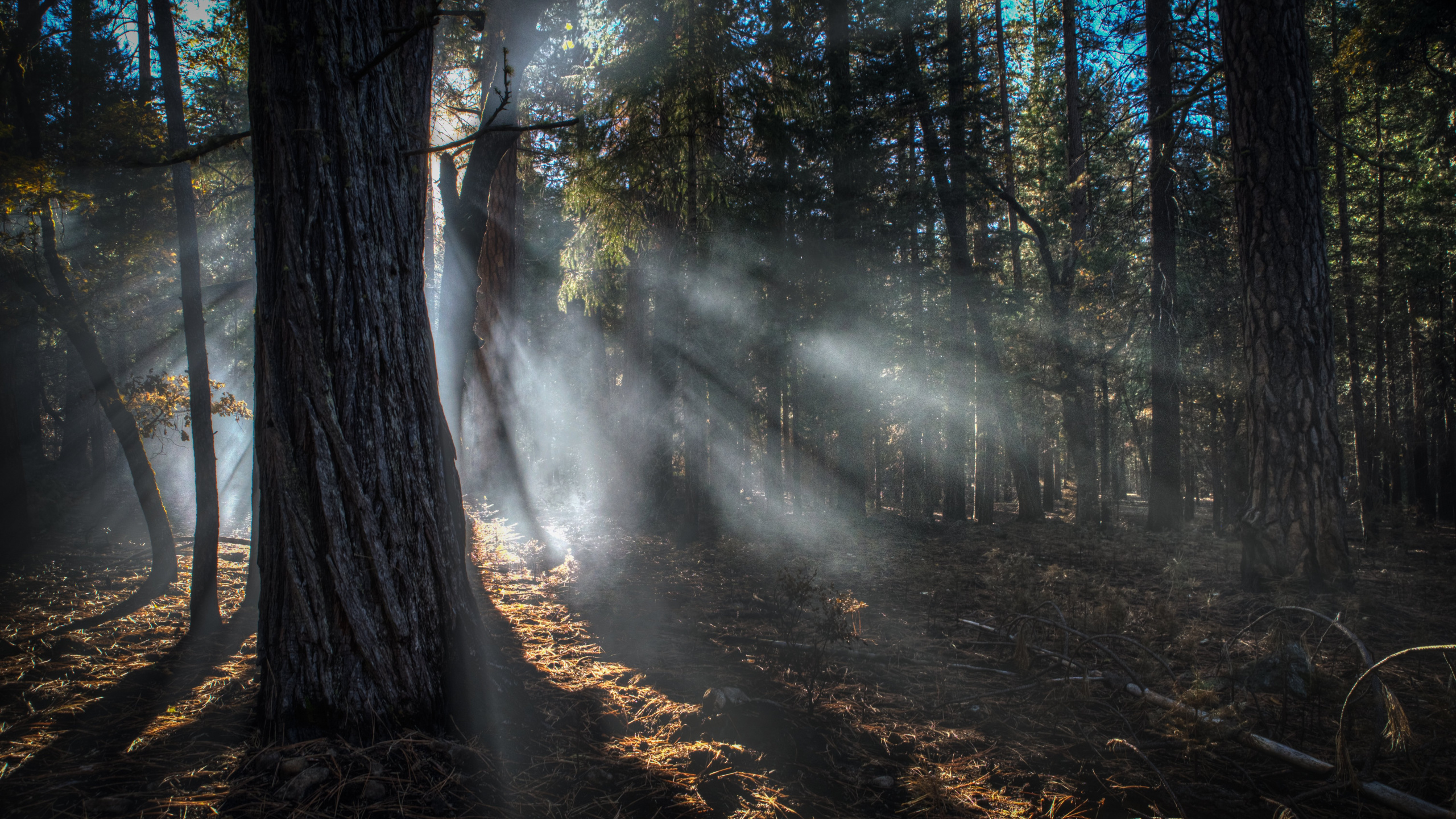 Arbres Verts Sur Sol Brun. Wallpaper in 2560x1440 Resolution