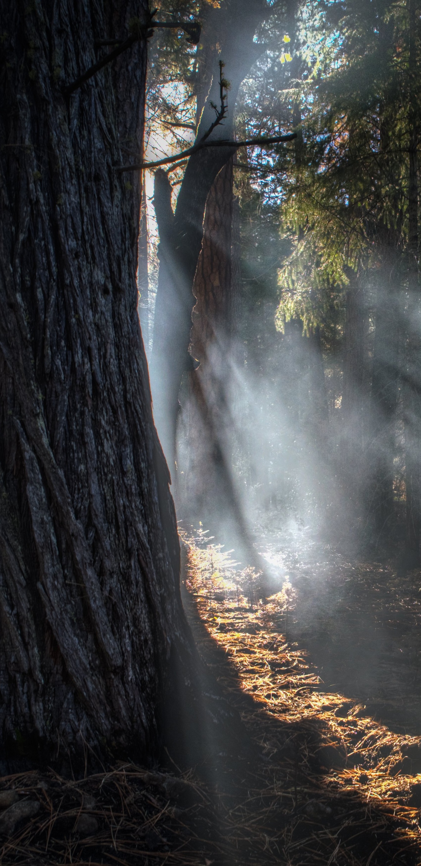 Árboles Verdes en Suelo Marrón. Wallpaper in 1440x2960 Resolution