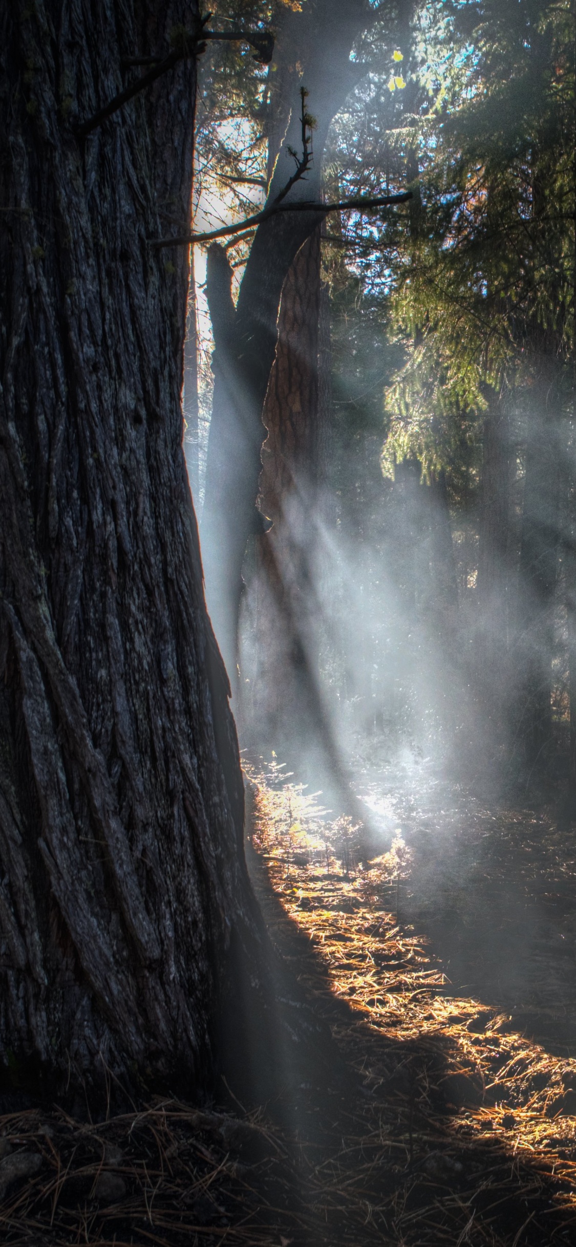 光, 森林, 阳光, 性质, 林地 壁纸 1125x2436 允许