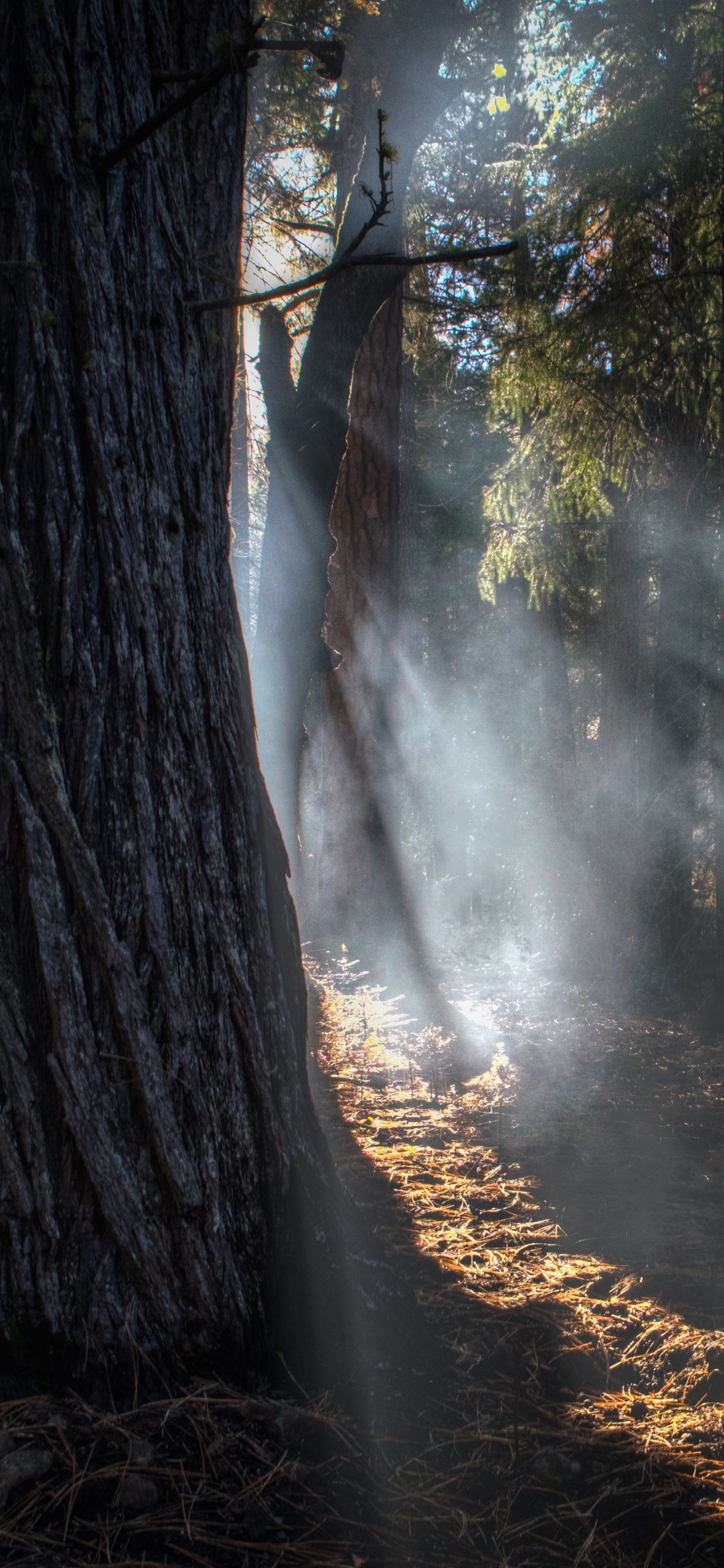 光, 森林, 阳光, 性质, 林地 壁纸 1242x2688 允许