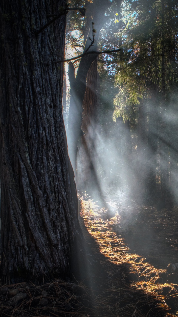 光, 森林, 阳光, 性质, 林地 壁纸 720x1280 允许