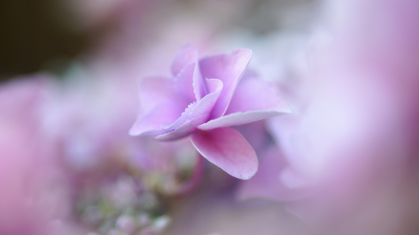 Lila Blume in Tilt-Shift-Linse. Wallpaper in 1366x768 Resolution