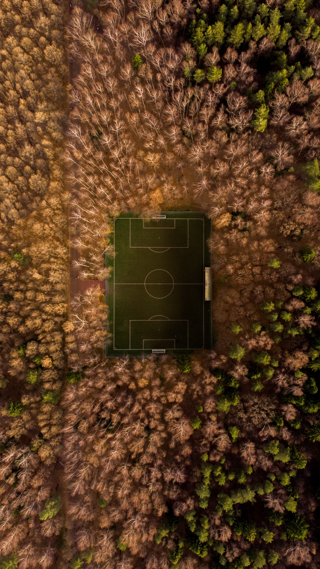 Gr, Wand, Gras, Baum, Blatt. Wallpaper in 1080x1920 Resolution