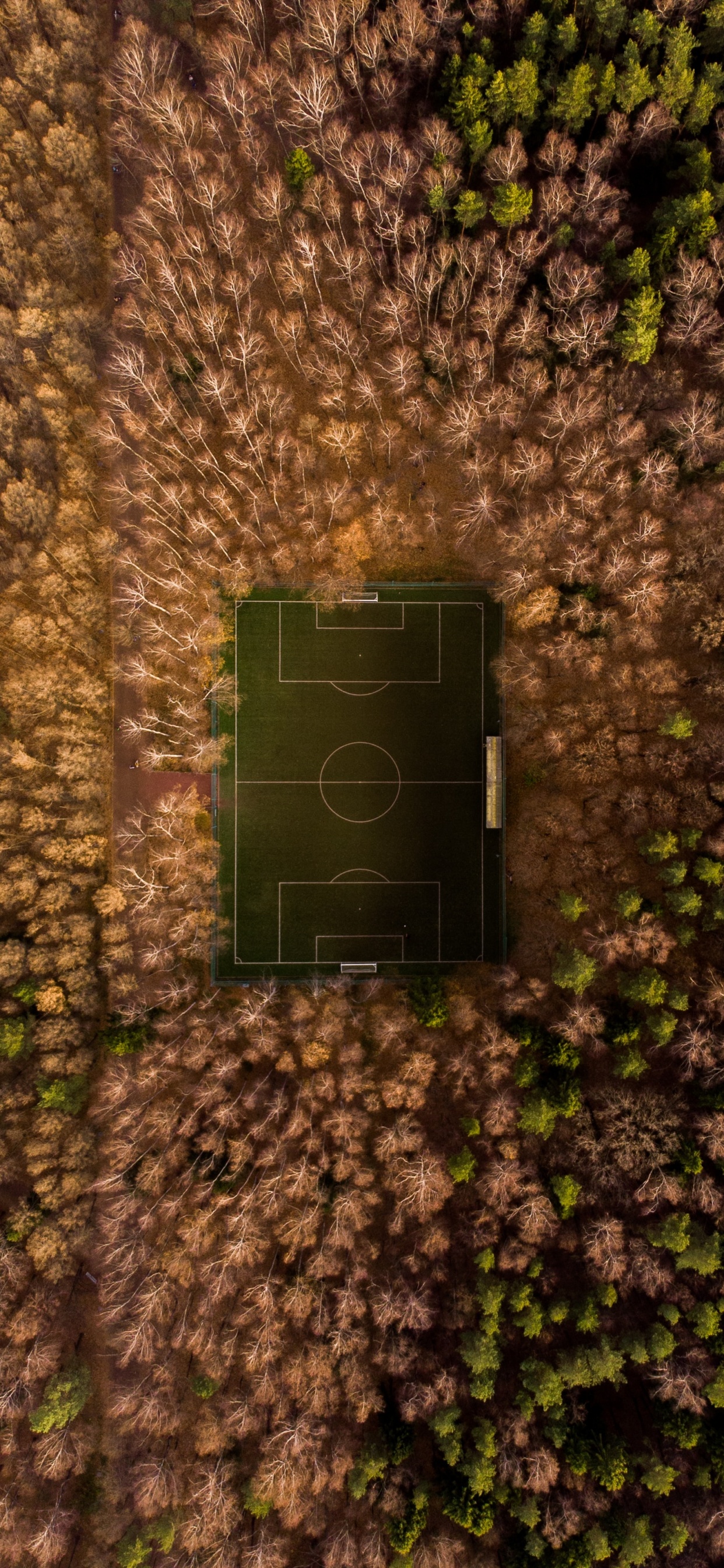 Gr, Wand, Gras, Baum, Blatt. Wallpaper in 1242x2688 Resolution