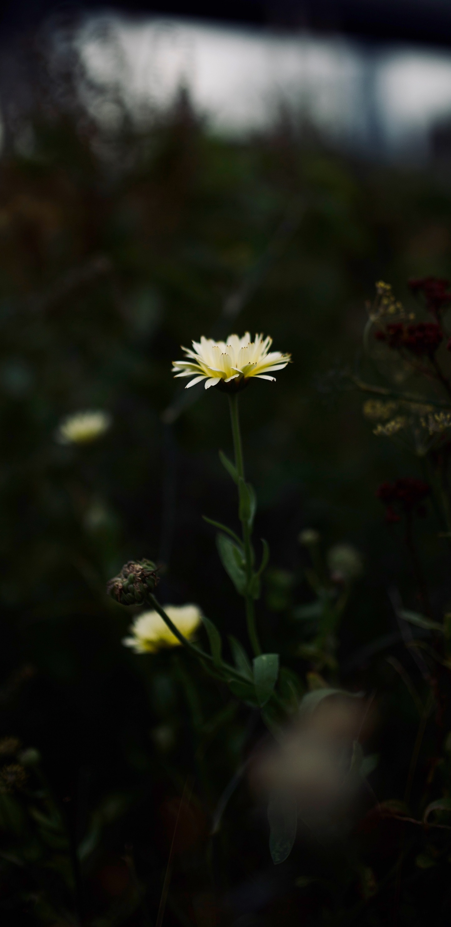 Flor de Margarita Blanca y Amarilla. Wallpaper in 1440x2960 Resolution