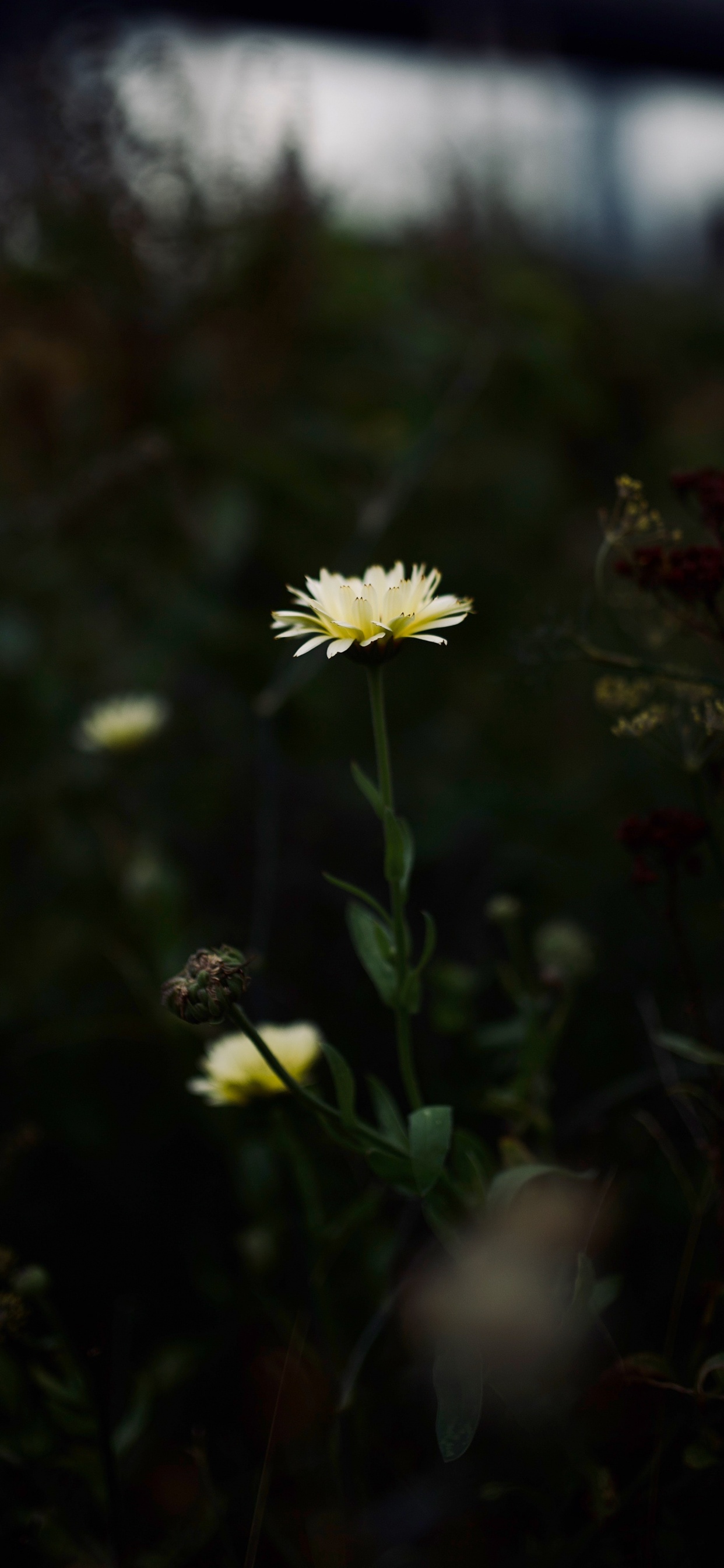 Fleur de Marguerite Blanche et Jaune. Wallpaper in 1242x2688 Resolution