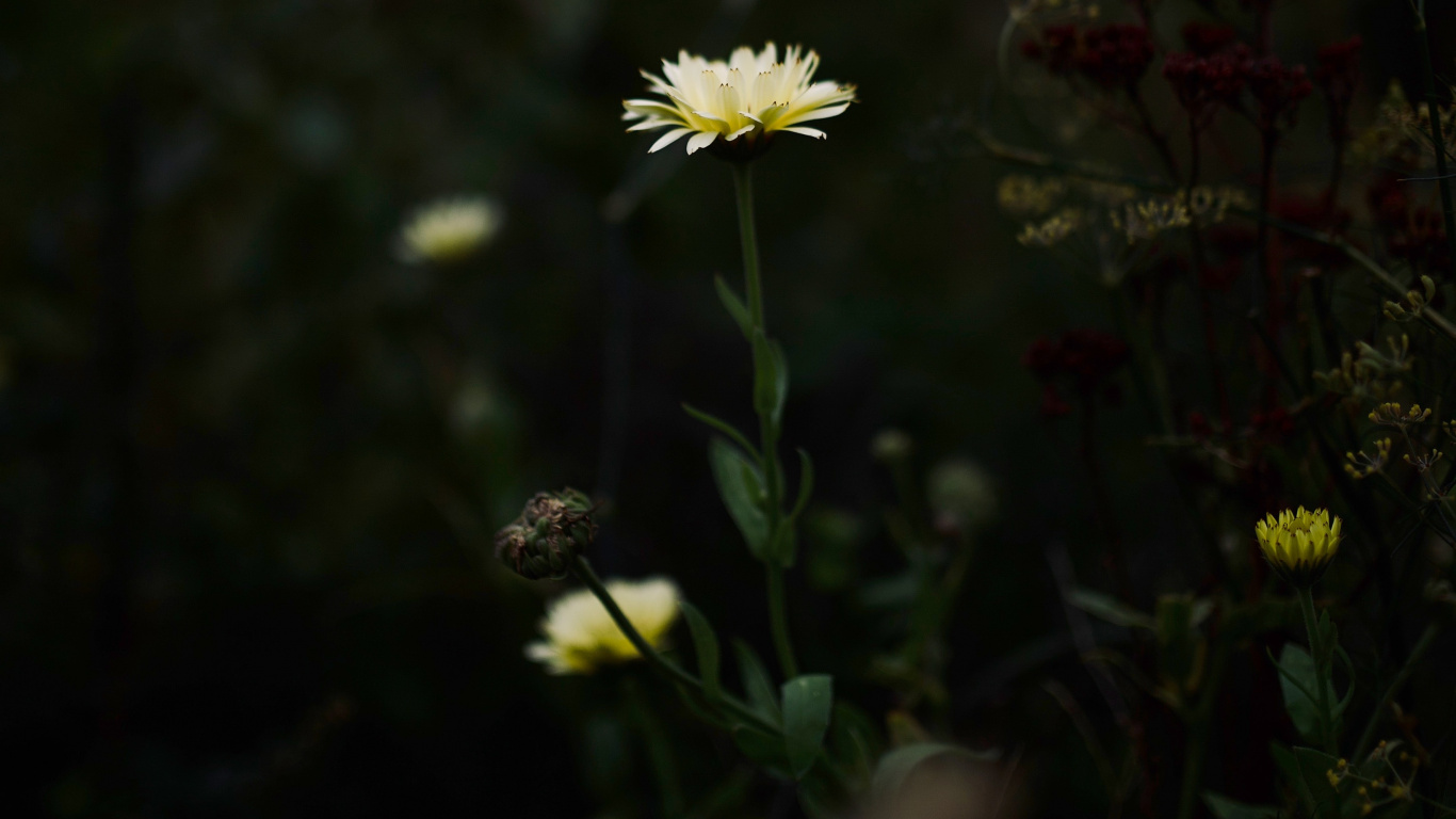 White and Yellow Daisy Flower. Wallpaper in 1366x768 Resolution