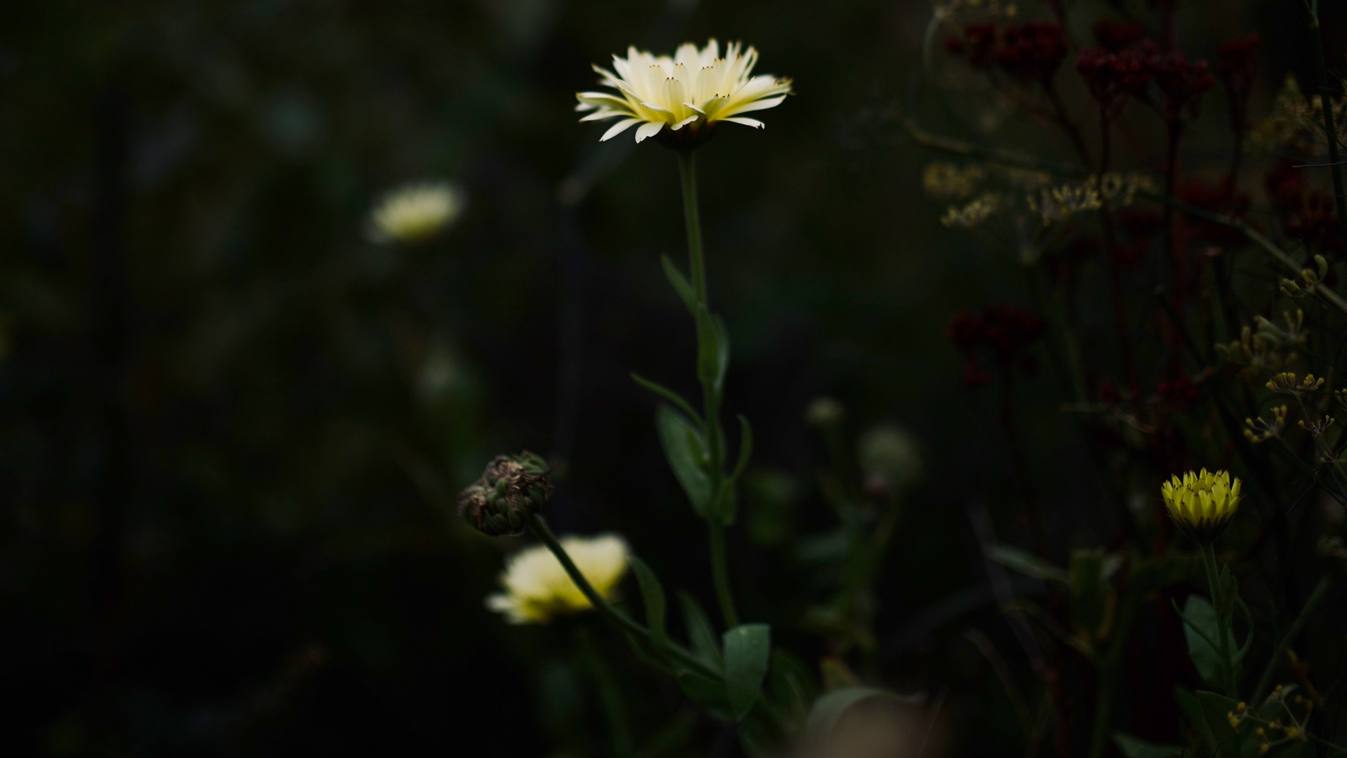White and Yellow Daisy Flower. Wallpaper in 1920x1080 Resolution