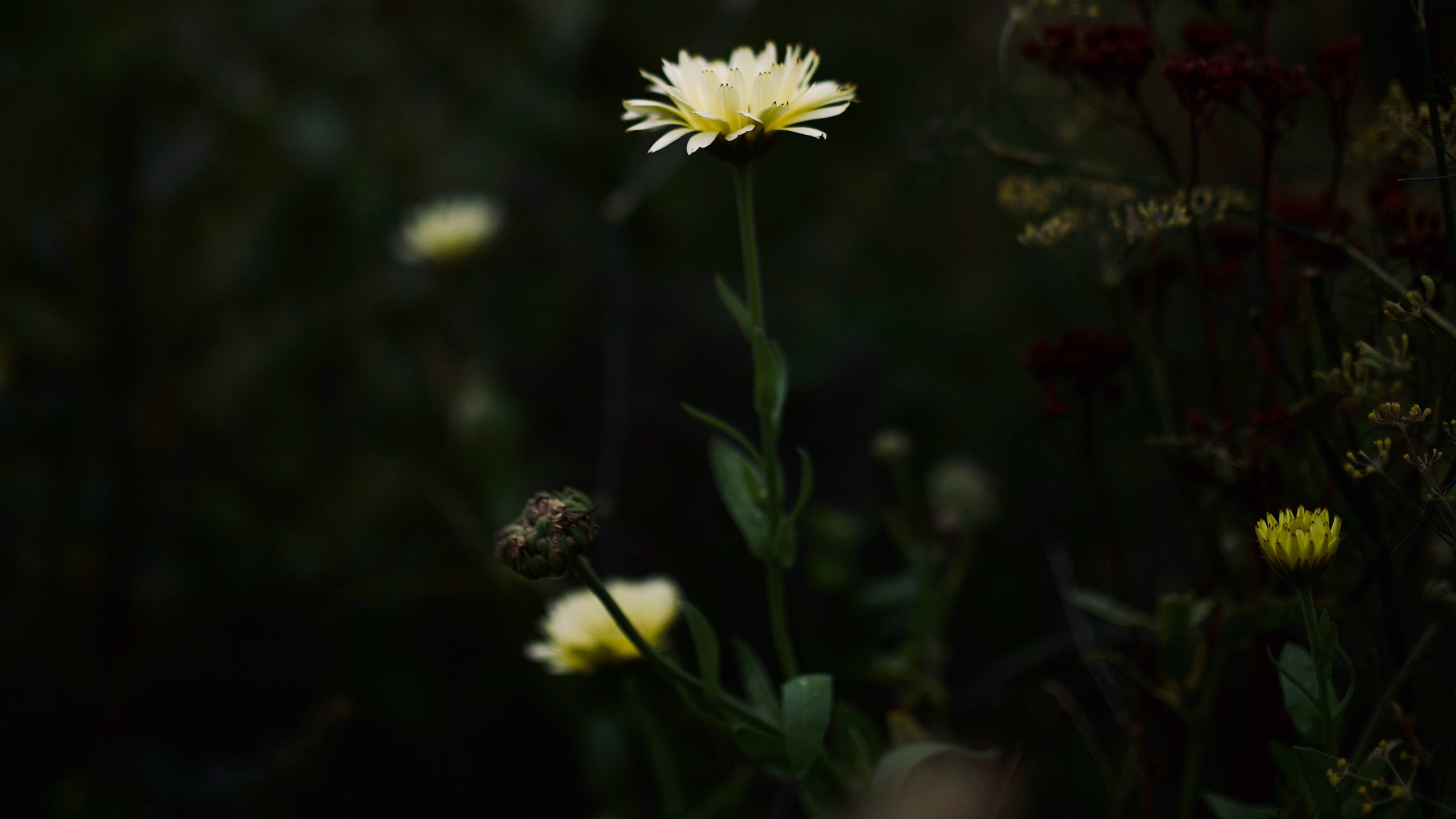 White and Yellow Daisy Flower. Wallpaper in 2560x1440 Resolution
