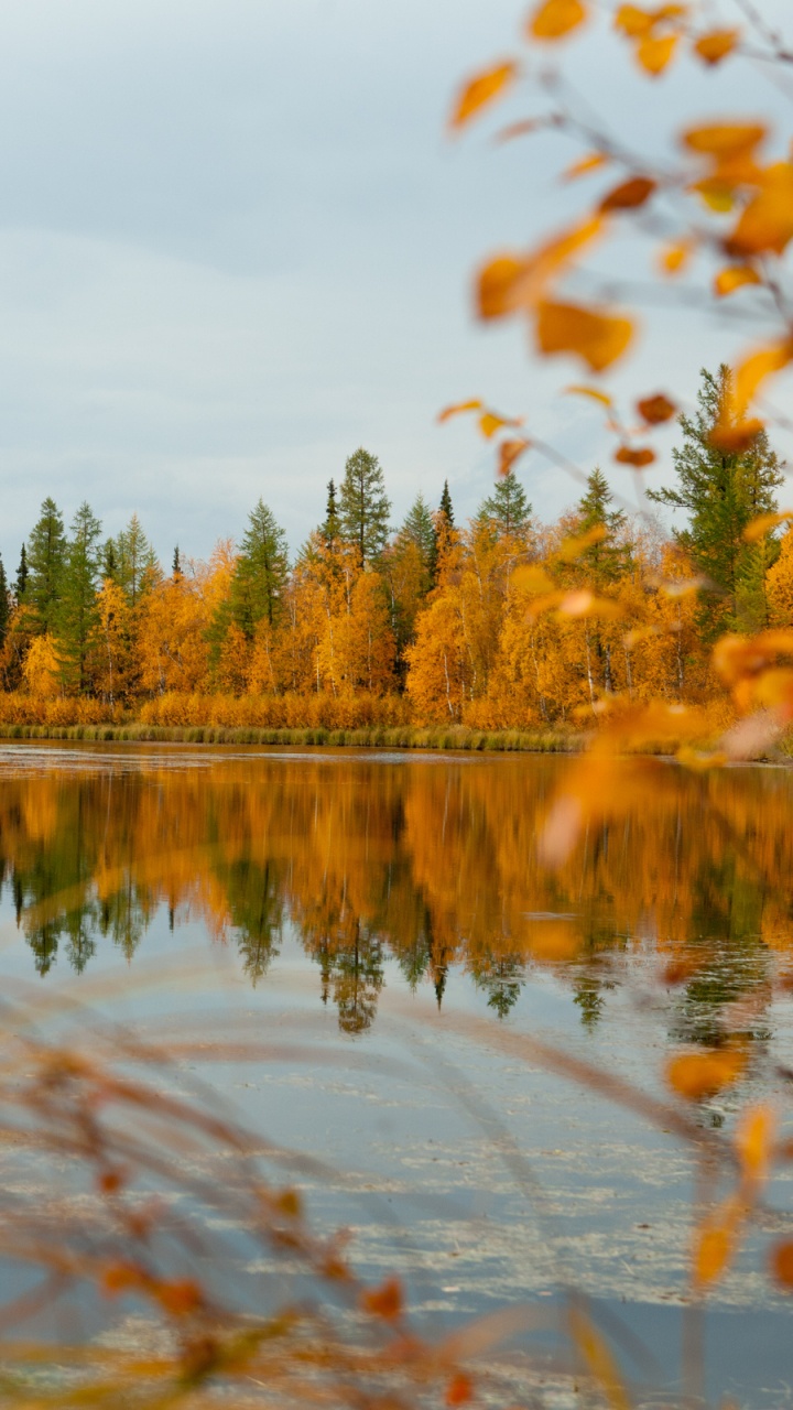 Green Trees Beside Lake Under Cloudy Sky During Daytime. Wallpaper in 720x1280 Resolution