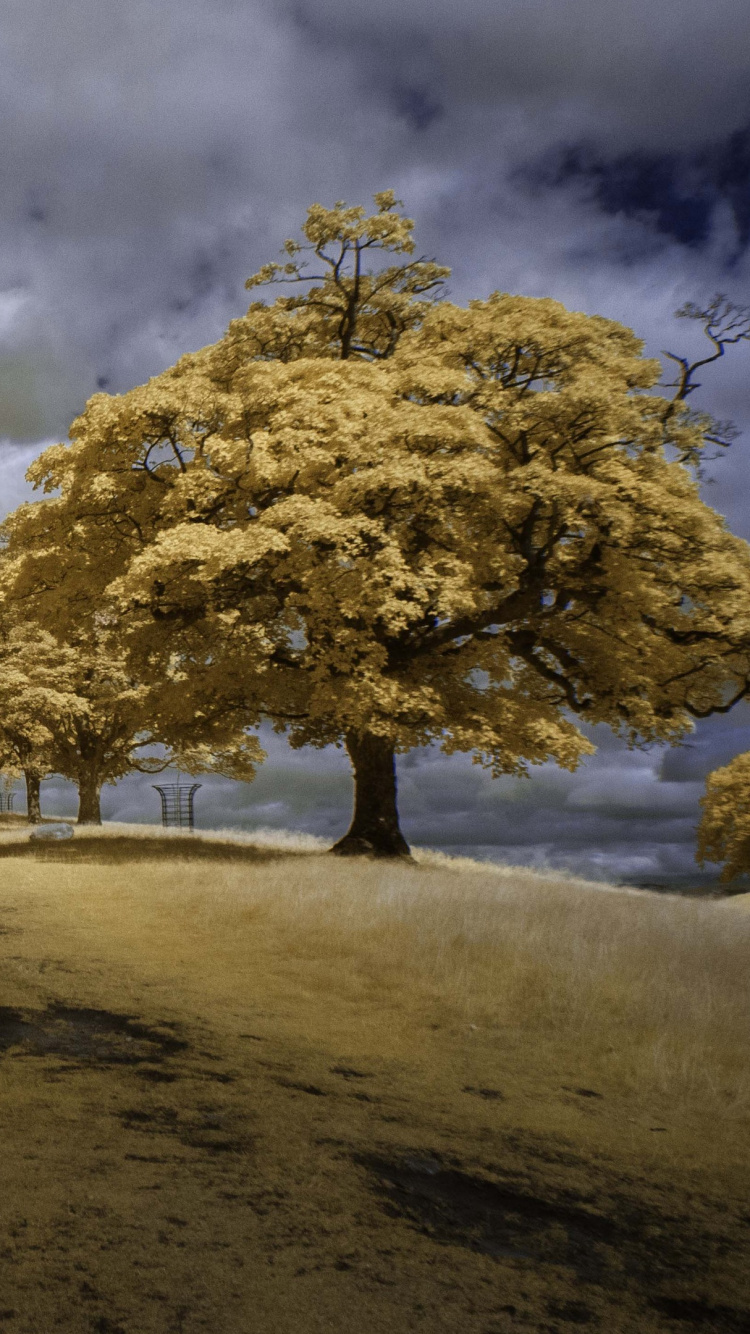 Arbres Verts Sur Champ Brun Sous Des Nuages Blancs et Ciel Bleu Pendant la Journée. Wallpaper in 750x1334 Resolution