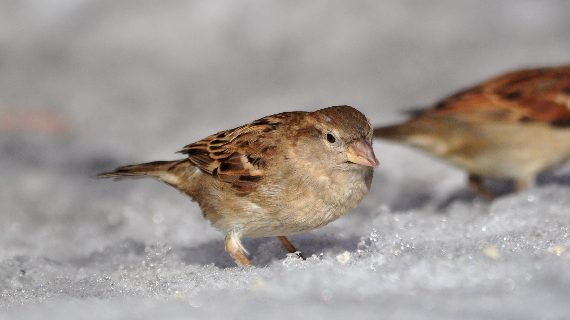 Brown Bird on White Snow. Wallpaper in 1920x1080 Resolution