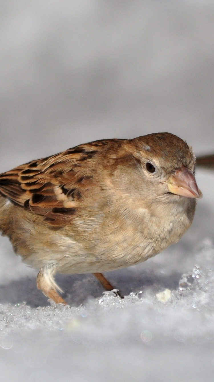 Brown Bird on White Snow. Wallpaper in 750x1334 Resolution