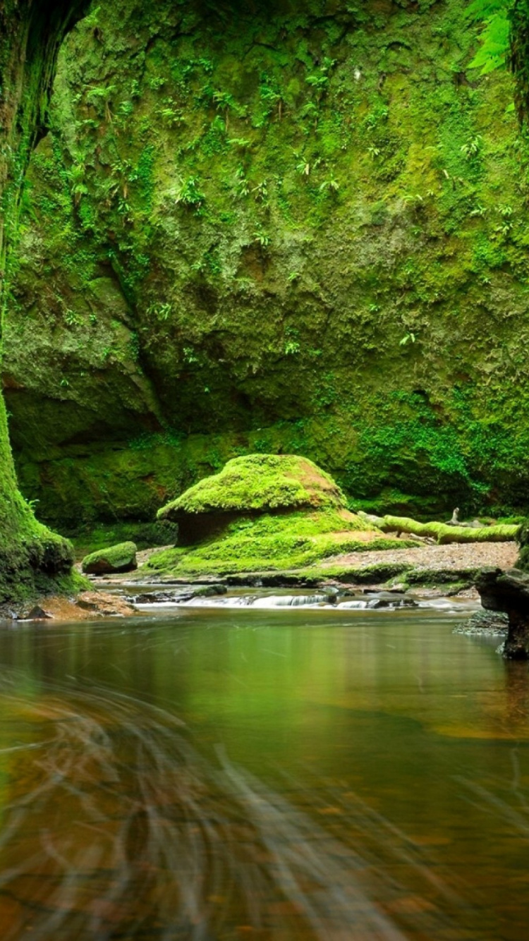 Green Moss on Brown Tree Log on River. Wallpaper in 750x1334 Resolution
