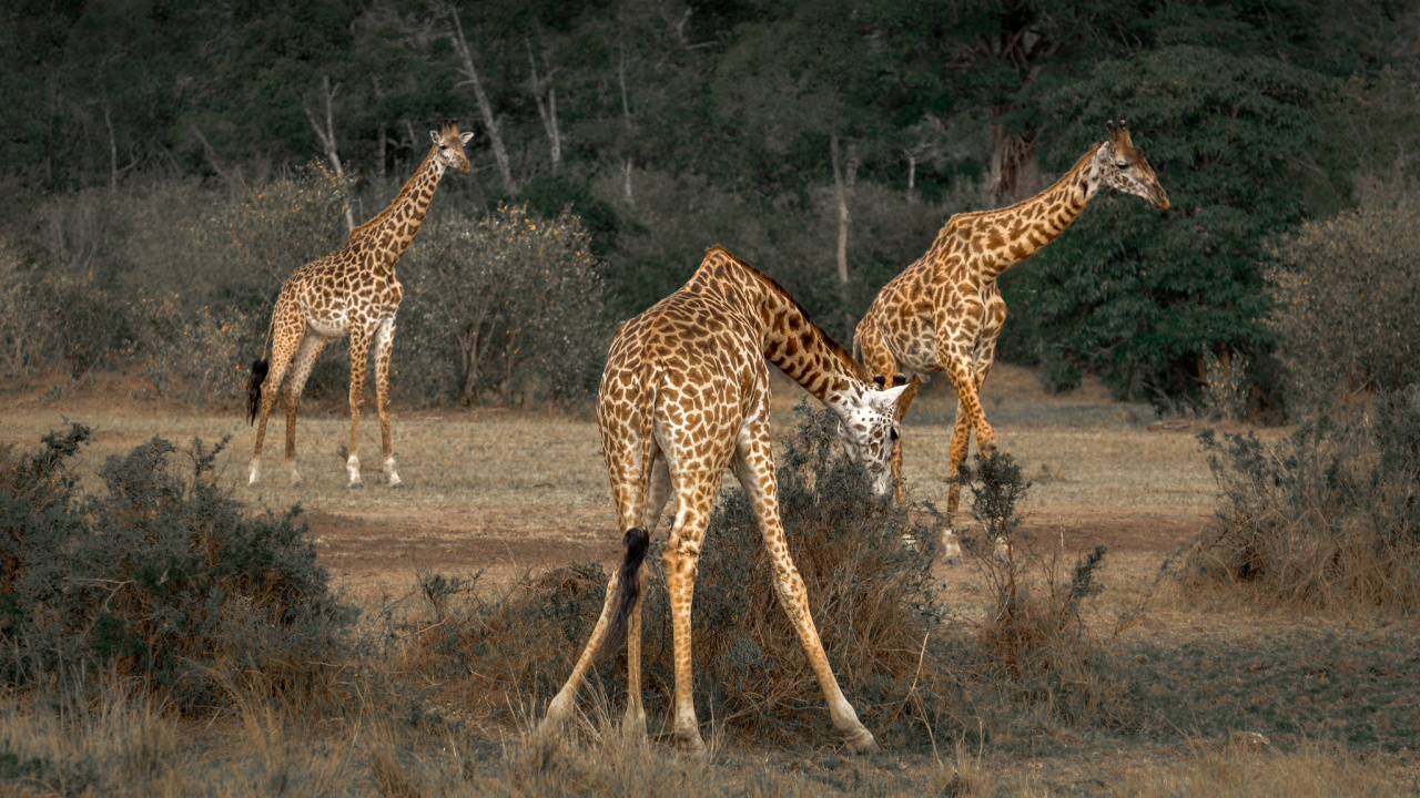 Braune Und Schwarze Giraffe Auf Braunem Grasfeld Tagsüber. Wallpaper in 1280x720 Resolution