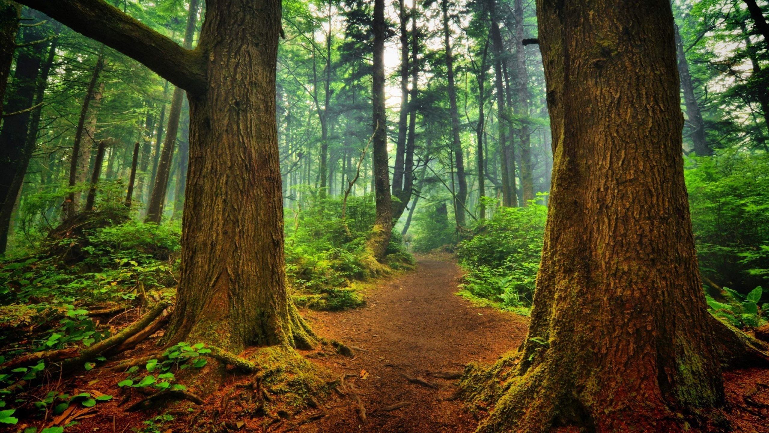 Brown Pathway Between Green Trees During Daytime. Wallpaper in 2560x1440 Resolution