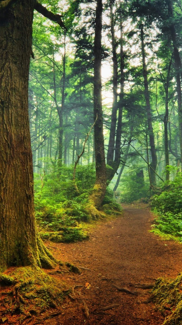 Brown Pathway Between Green Trees During Daytime. Wallpaper in 750x1334 Resolution