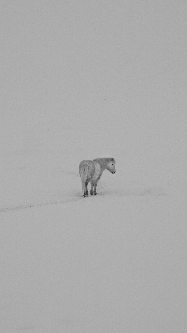White and Brown Dog on Snow Covered Ground. Wallpaper in 720x1280 Resolution