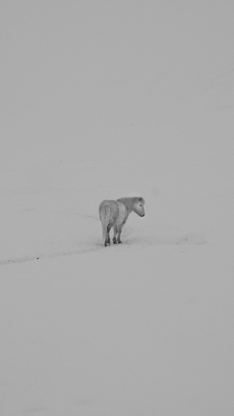 White and Brown Dog on Snow Covered Ground. Wallpaper in 750x1334 Resolution