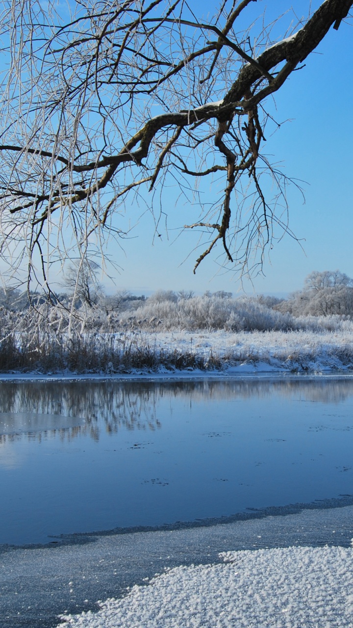 Arbre Sans Feuilles Sur un Sol Couvert de Neige Près du Lac Pendant la Journée. Wallpaper in 720x1280 Resolution