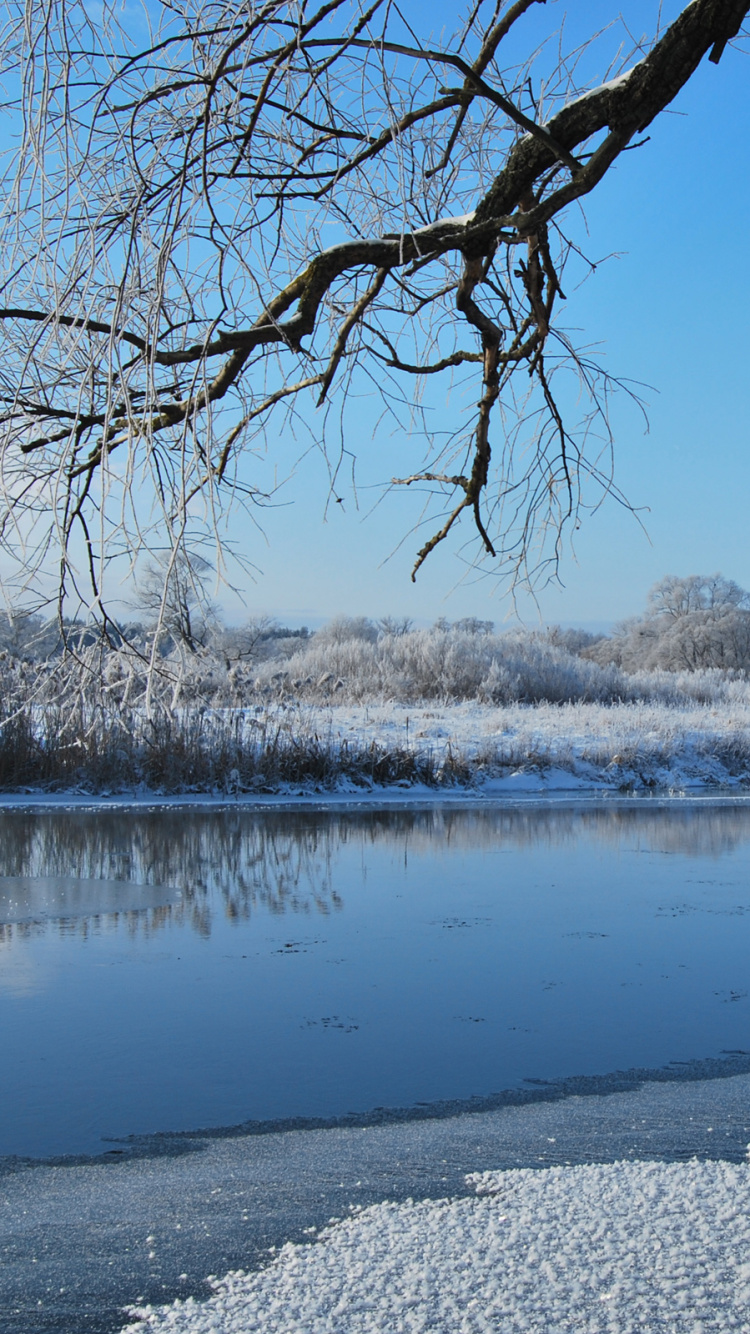 Arbre Sans Feuilles Sur un Sol Couvert de Neige Près du Lac Pendant la Journée. Wallpaper in 750x1334 Resolution