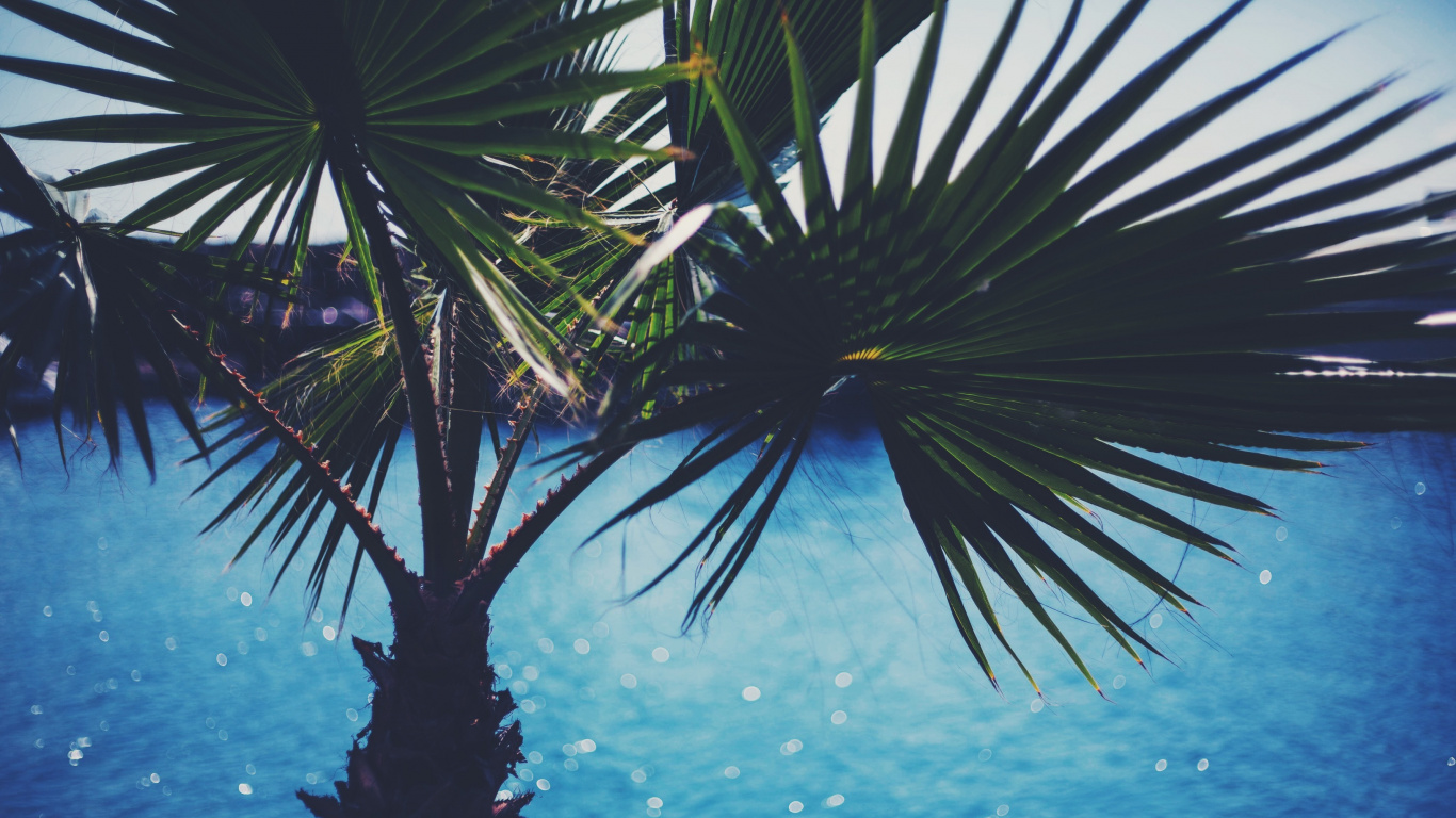 Green Palm Tree Near Body of Water During Daytime. Wallpaper in 1366x768 Resolution