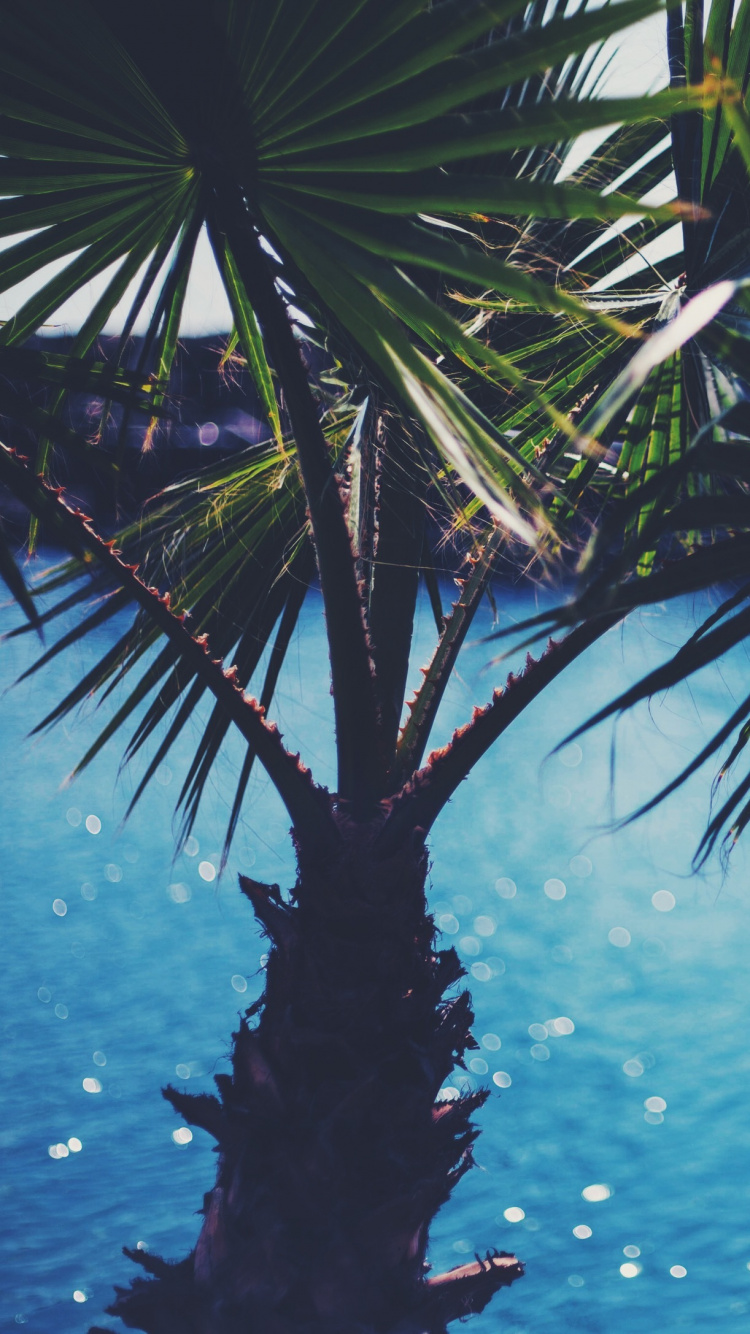 Green Palm Tree Near Body of Water During Daytime. Wallpaper in 750x1334 Resolution