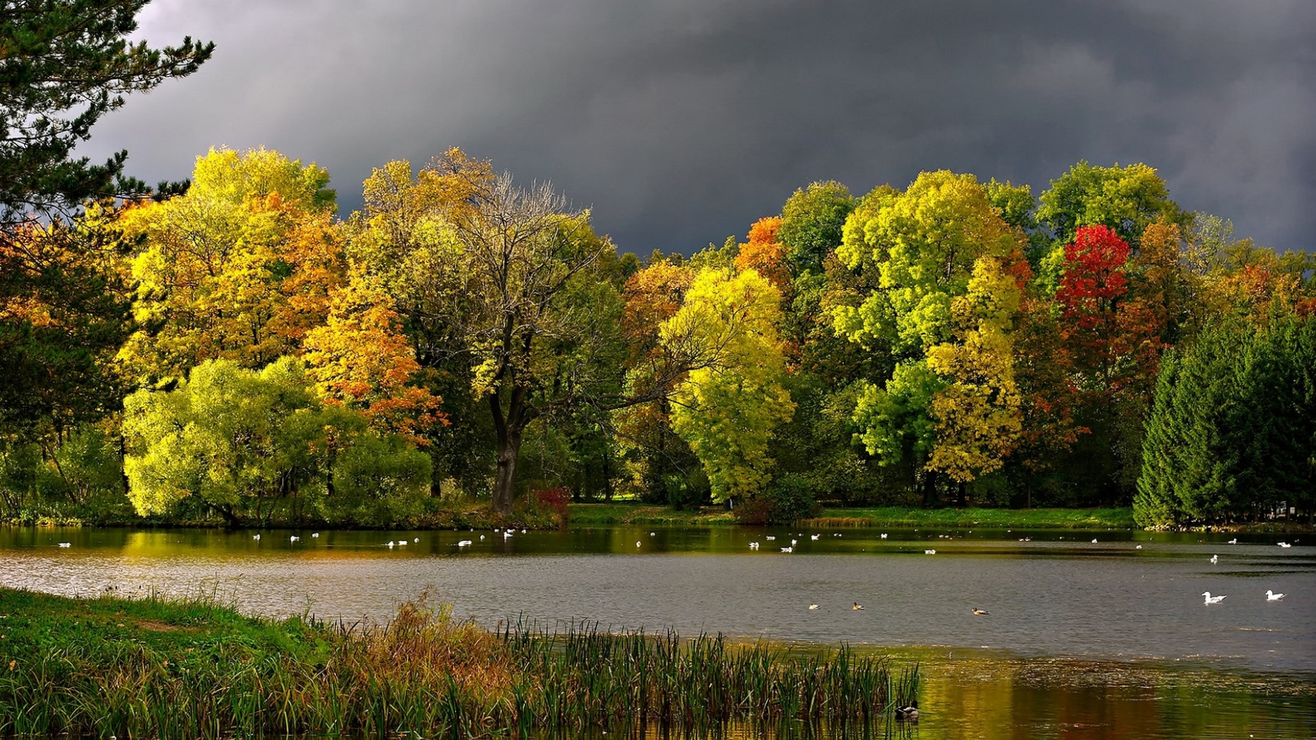 Green Trees Beside River During Daytime. Wallpaper in 1920x1080 Resolution