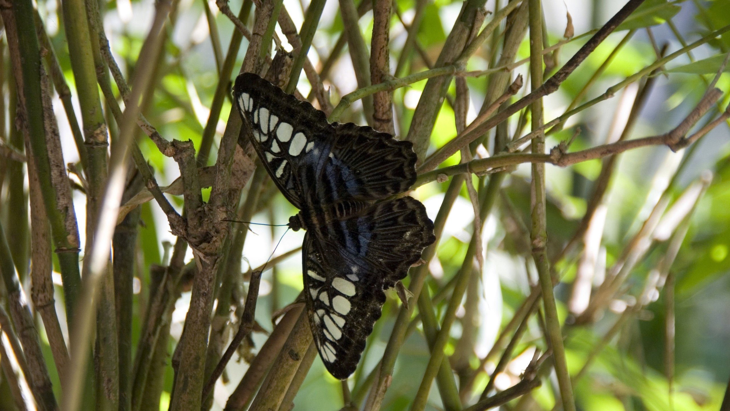 Papillon Noir et Blanc Sur Une Branche D'arbre Brun Pendant la Journée. Wallpaper in 2560x1440 Resolution