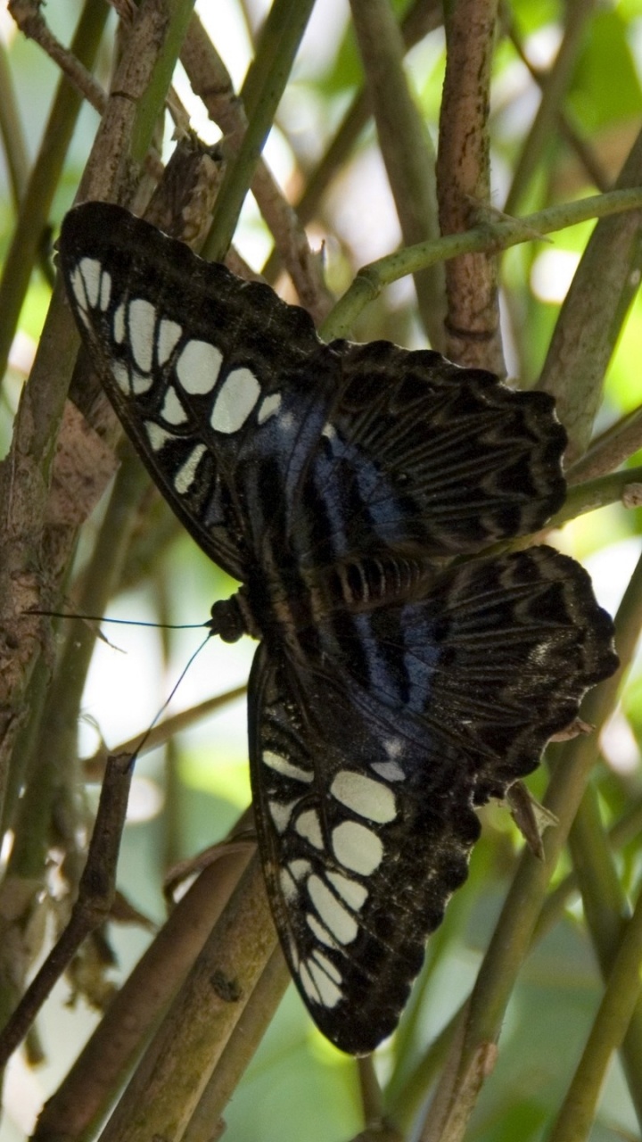 Black and White Butterfly on Brown Tree Branch During Daytime. Wallpaper in 720x1280 Resolution