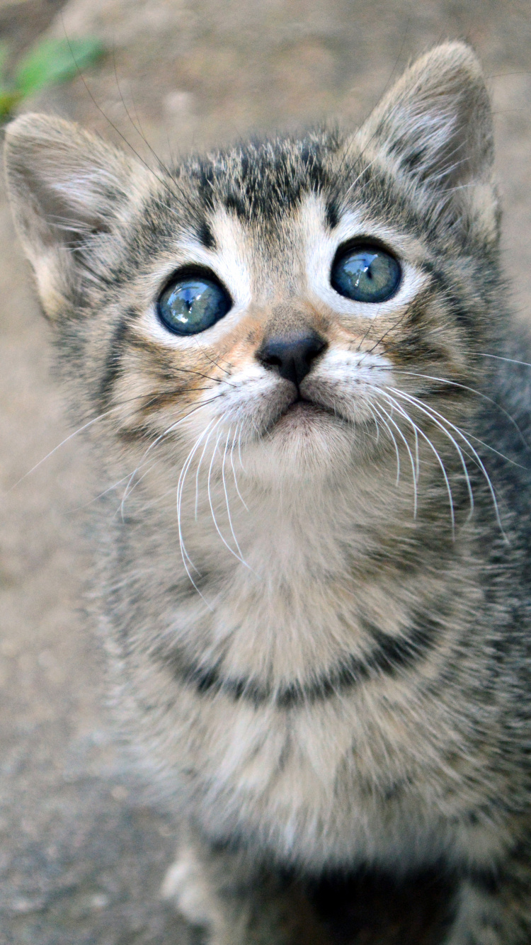 Chaton Tabby Argenté Sur Sol en Béton Gris. Wallpaper in 750x1334 Resolution