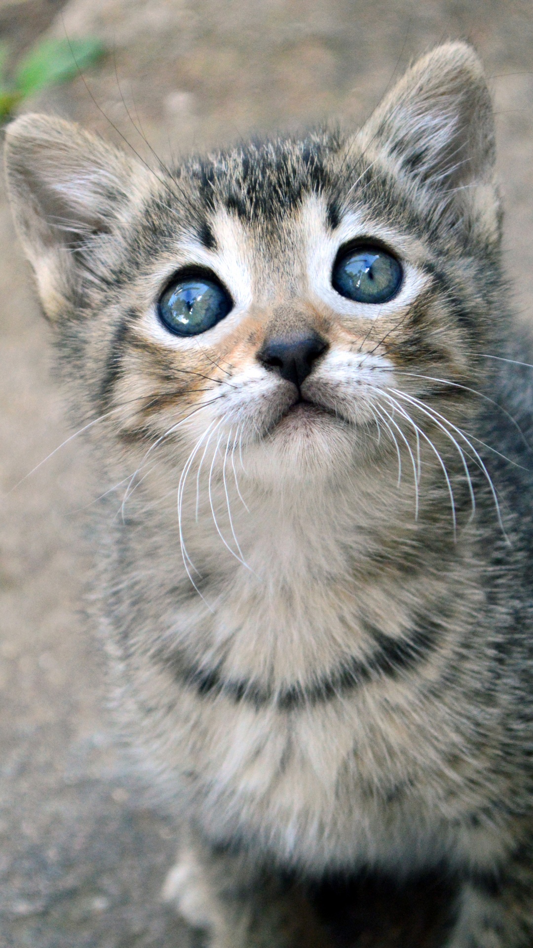 Silver Tabby Kätzchen Auf Grauem Betonboden. Wallpaper in 1080x1920 Resolution