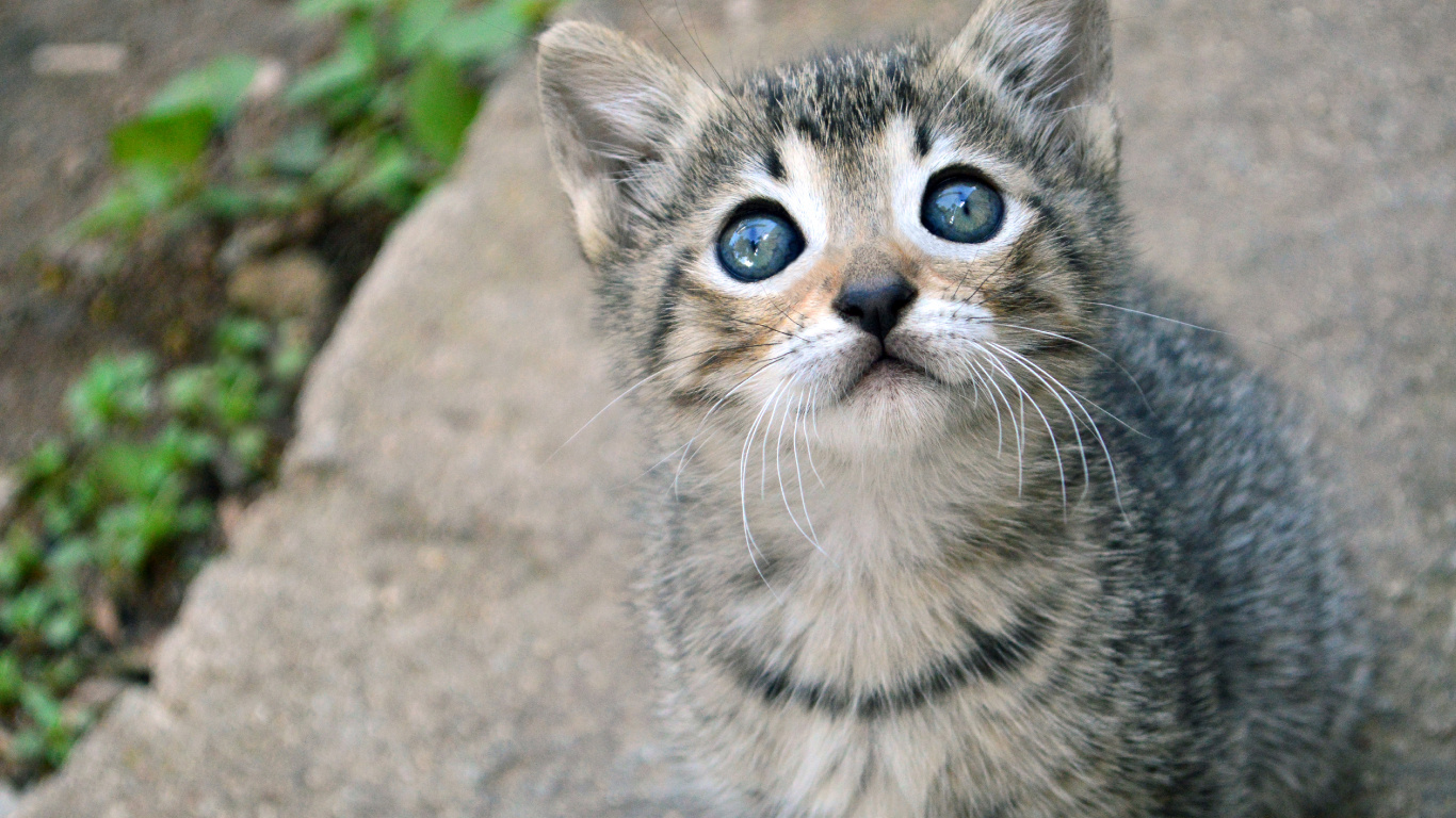 Silver Tabby Kätzchen Auf Grauem Betonboden. Wallpaper in 1366x768 Resolution