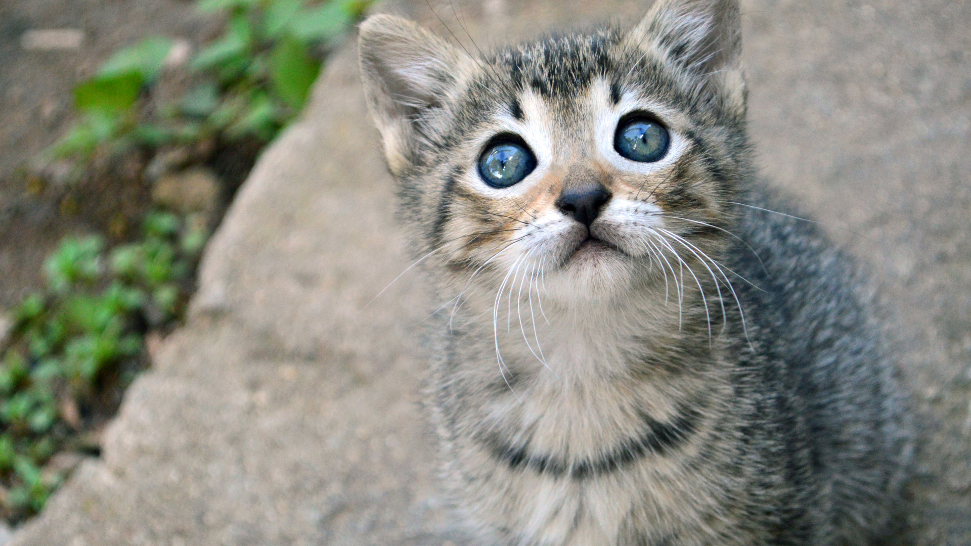 Silver Tabby Kätzchen Auf Grauem Betonboden. Wallpaper in 1920x1080 Resolution