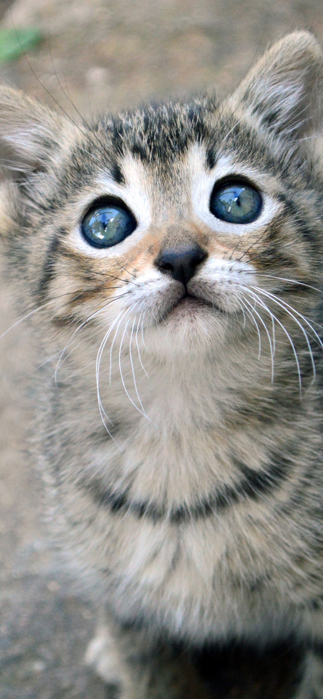 Silver Tabby Kitten on Gray Concrete Floor. Wallpaper in 1125x2436 Resolution
