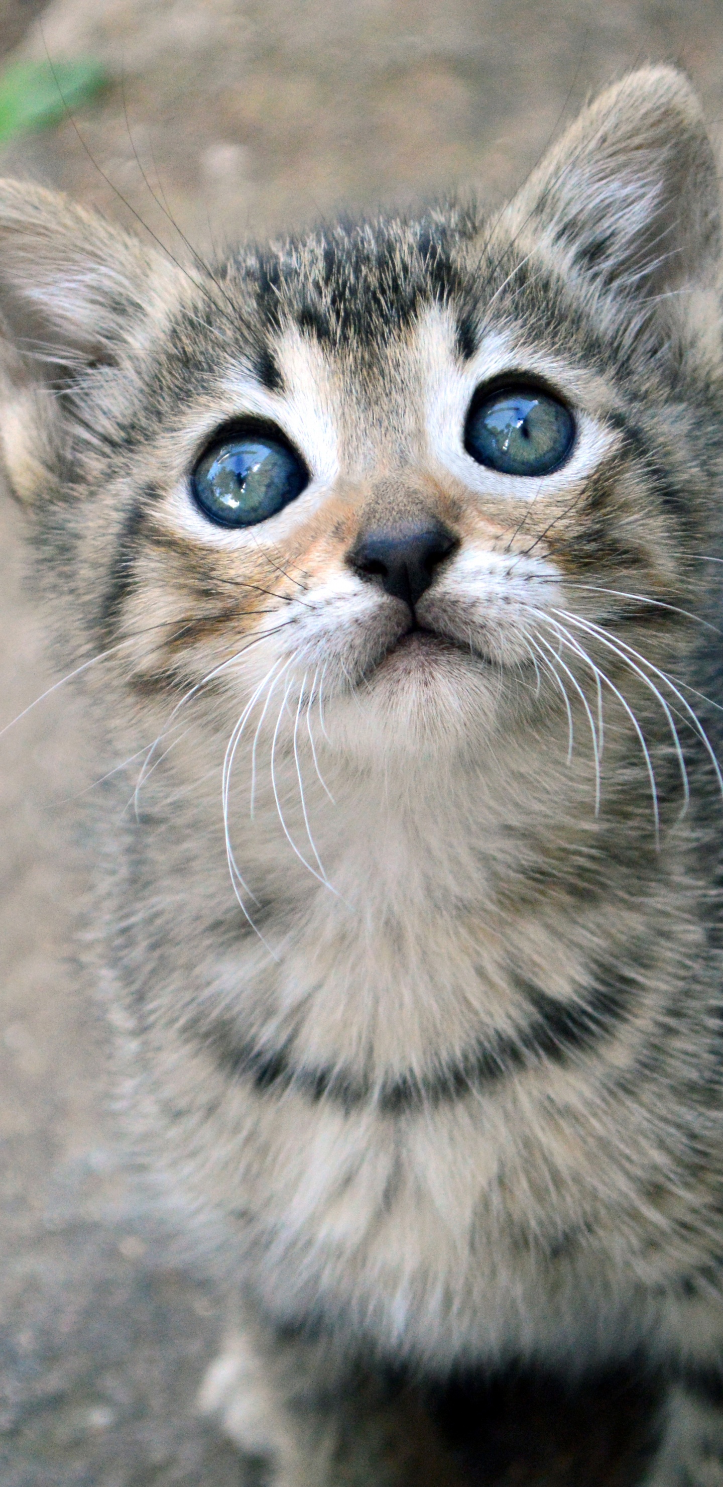 Silver Tabby Kitten on Gray Concrete Floor. Wallpaper in 1440x2960 Resolution