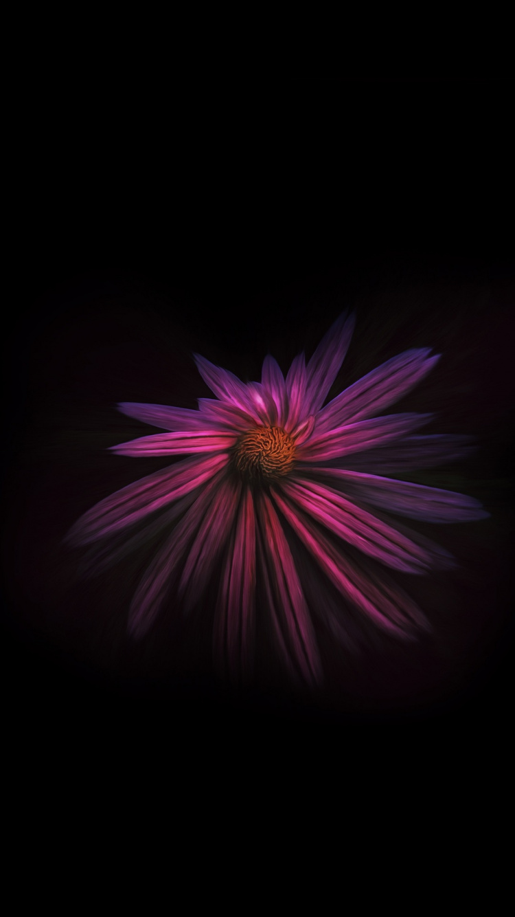 Noir, Pétale, Purple, Violette, Magenta. Wallpaper in 750x1334 Resolution