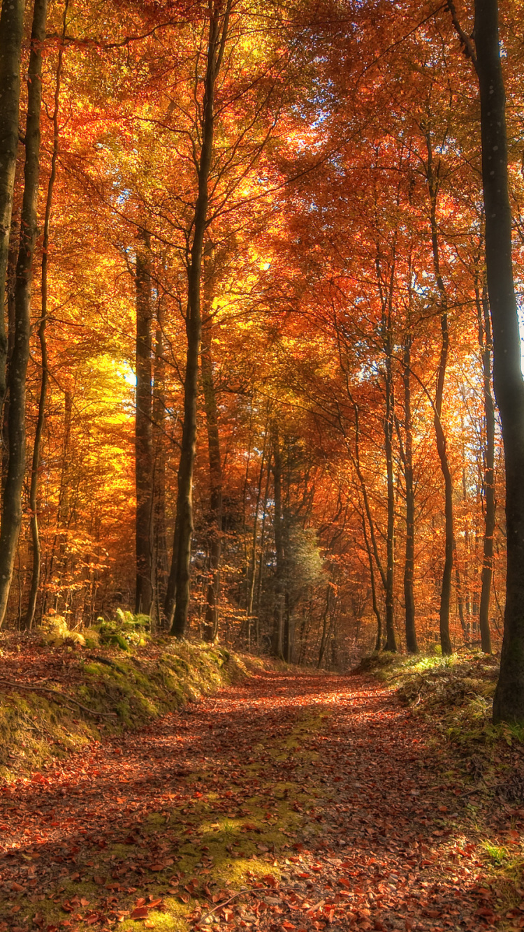 Brown and Green Trees During Daytime. Wallpaper in 750x1334 Resolution