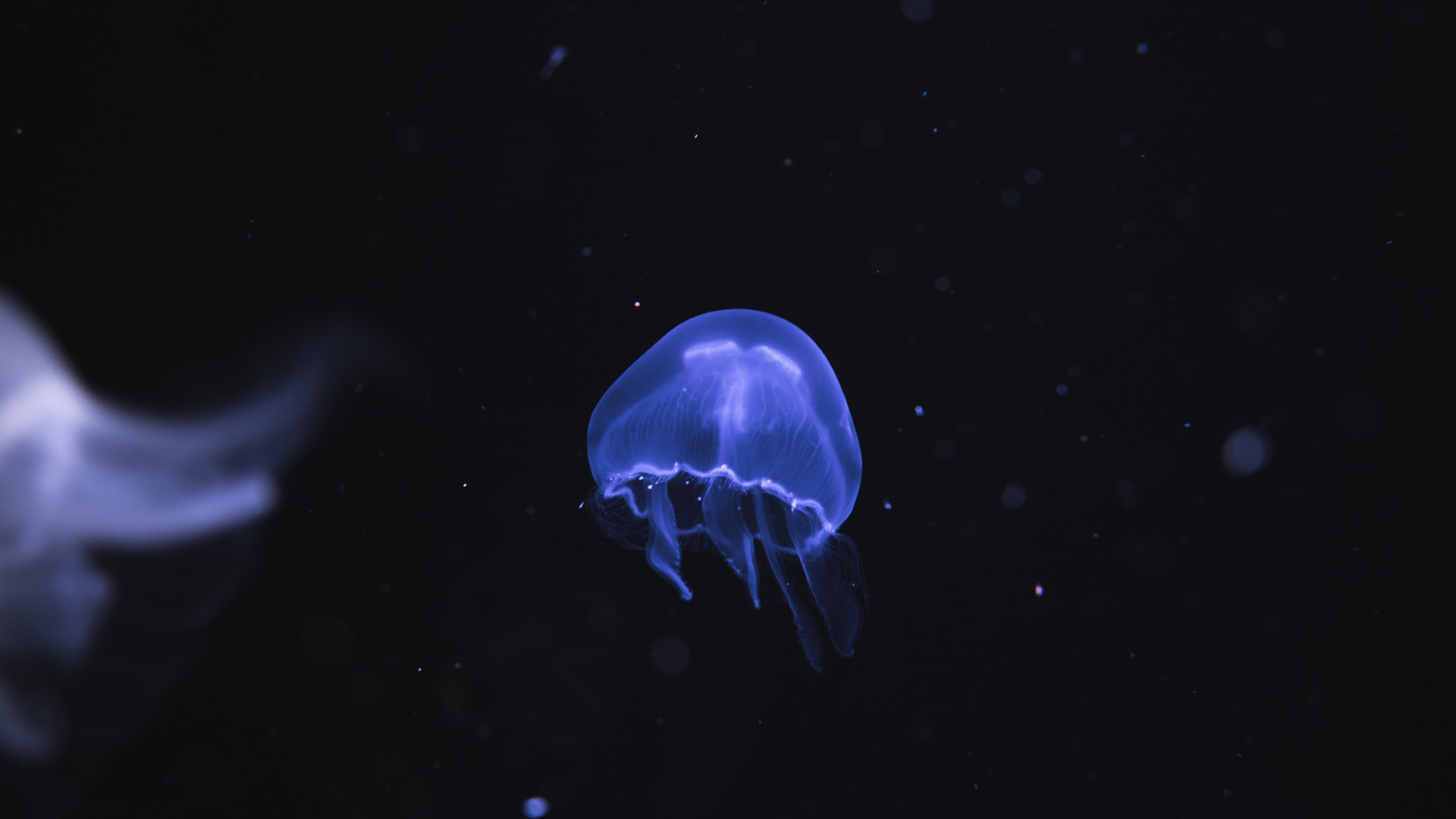 White Jellyfish in Black Background. Wallpaper in 1920x1080 Resolution