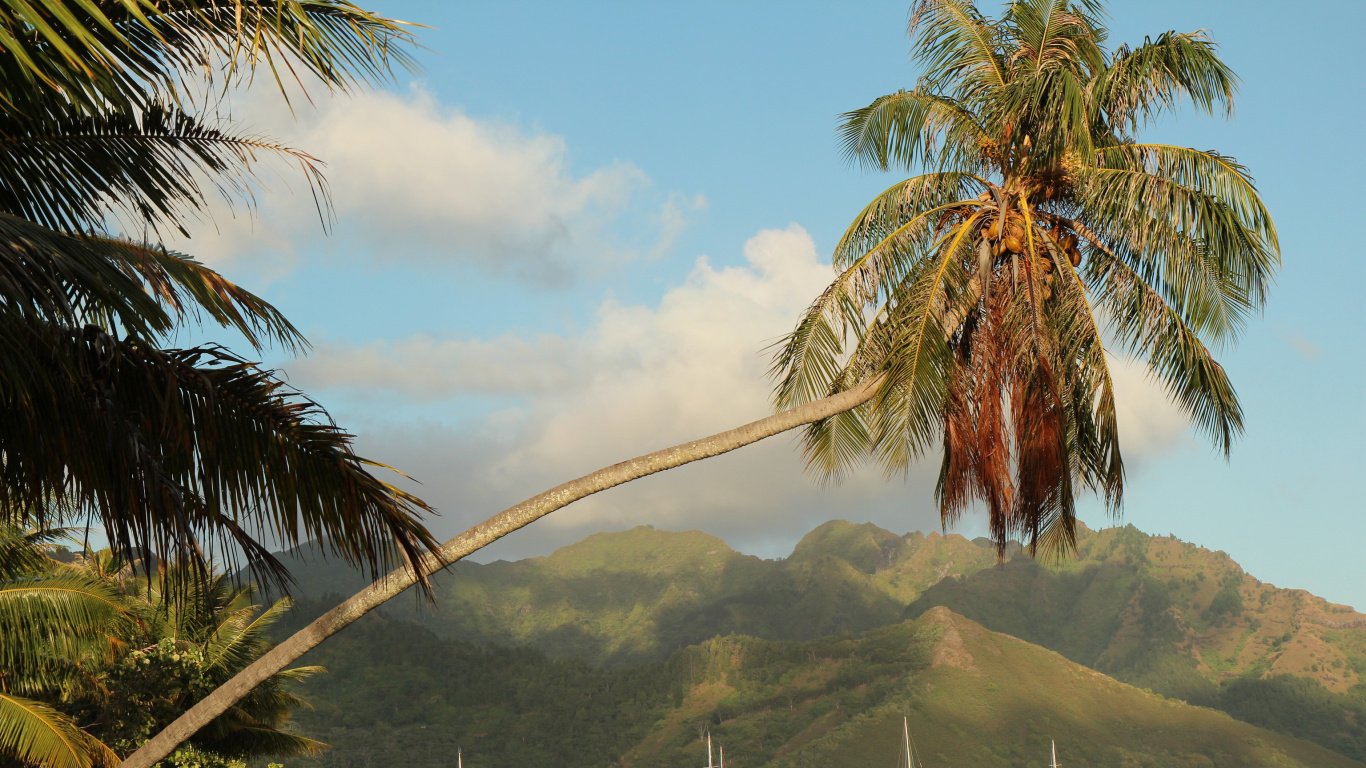 Coconut Tree Near Body of Water During Daytime. Wallpaper in 1366x768 Resolution